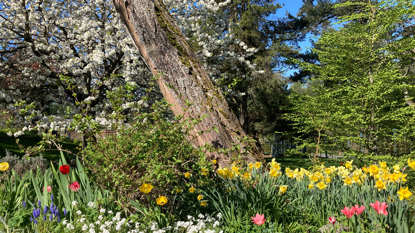 spring time in the garden